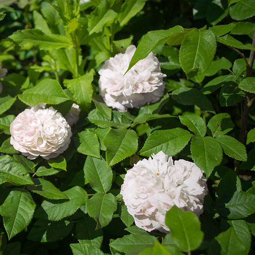 Gärtnerei - Rosa White Jacques Cartier - weiß - hybrid perpetual rosen - stark duftend - Knud Pedersen - Ihre Blütenstruktur erinnert an die alten Rosen, cremeweiß, würzig duftend mit gefüllten Blüten, verträgt Schatten.